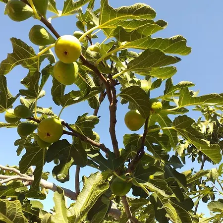 Апартаменты House Ulika *